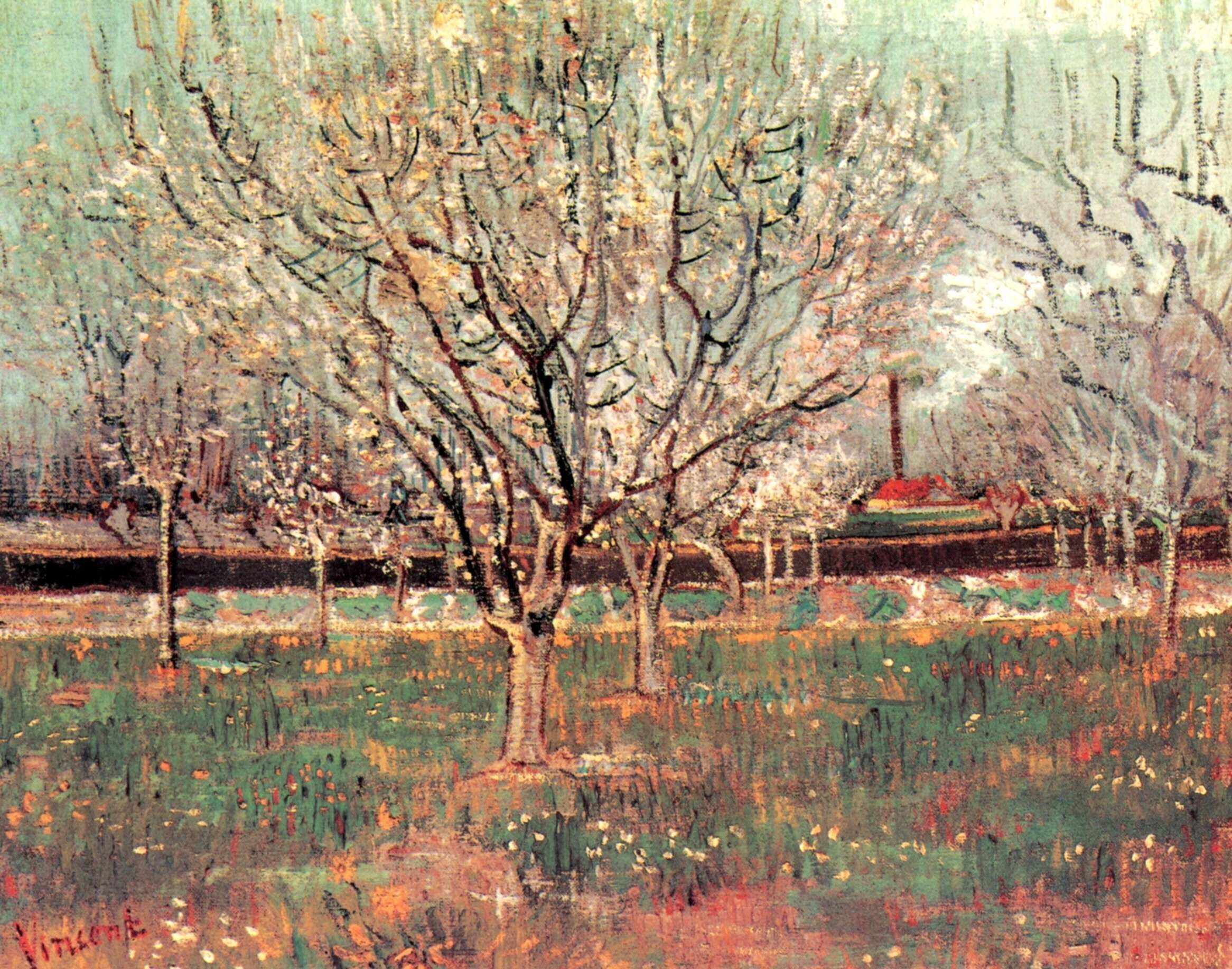 Orchard in Blossom Plum Trees