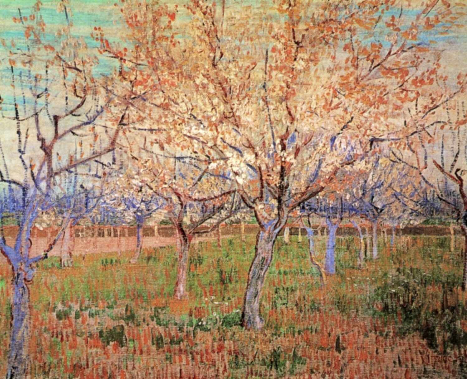 Orchard with Blossoming Apricot Trees