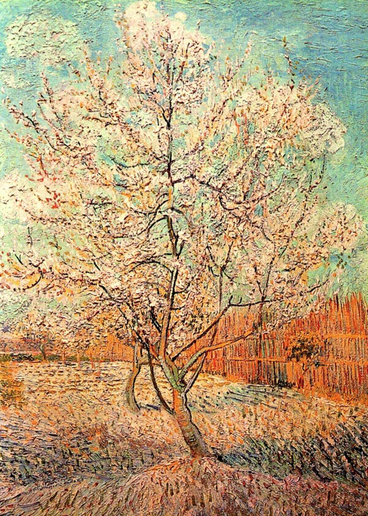 Peach Tree in Blossom