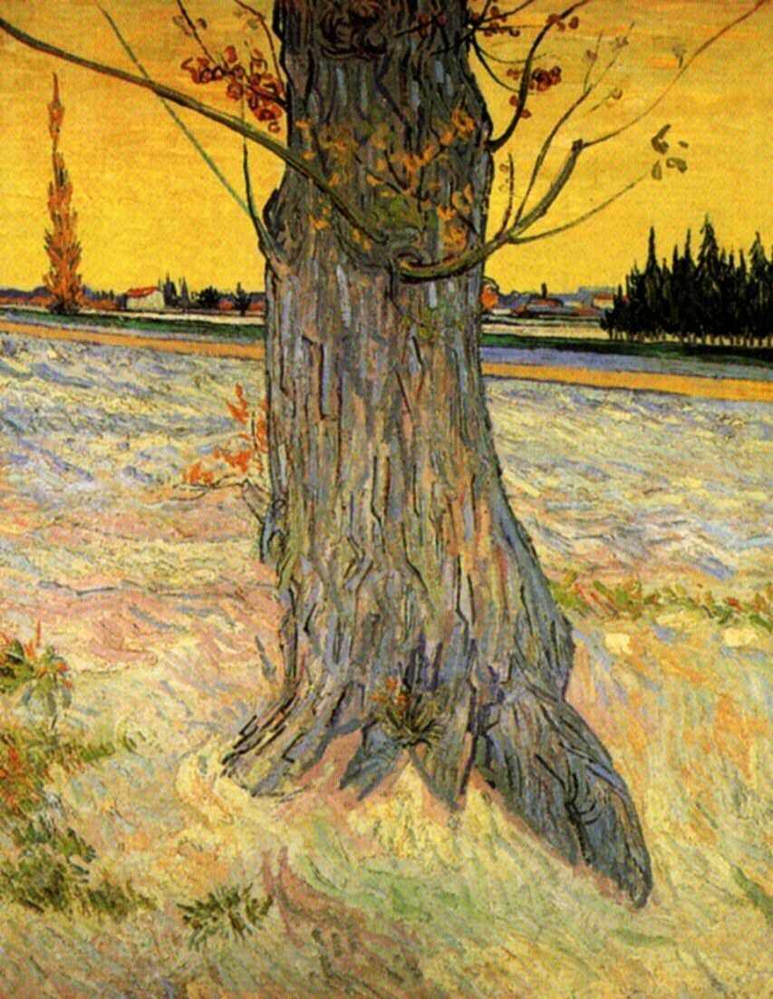 Trunk of an Old Yew Tree