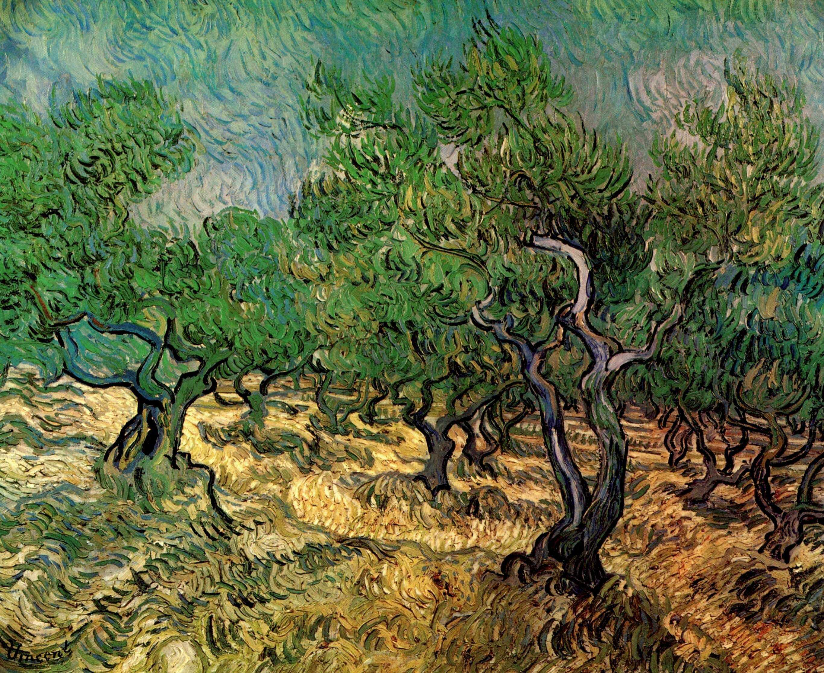 Olive Grove 2