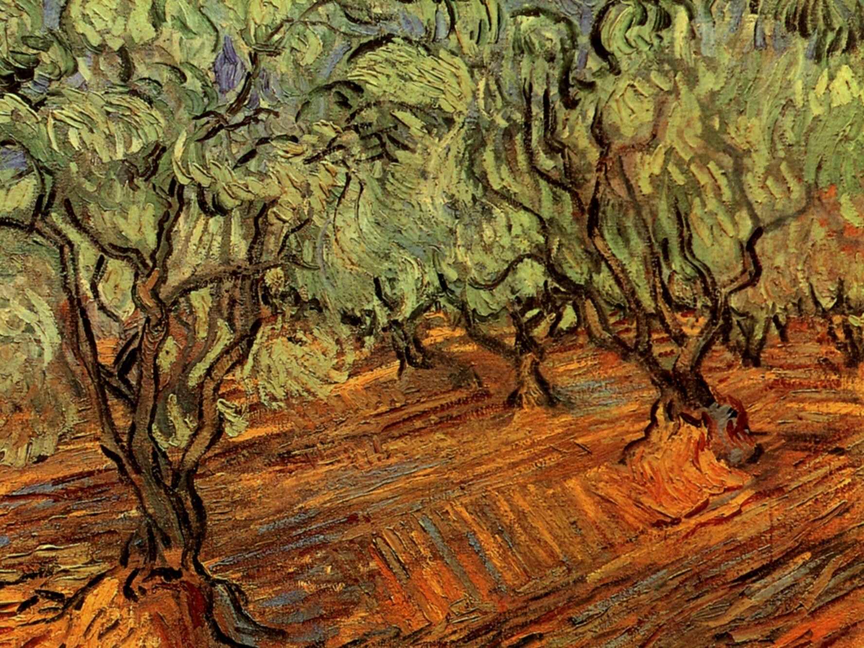 Olive Grove Bright Blue Sky